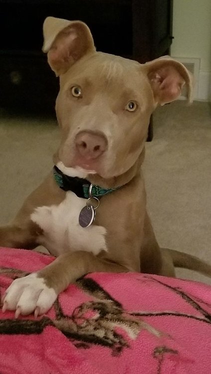 Stella 1.jpg