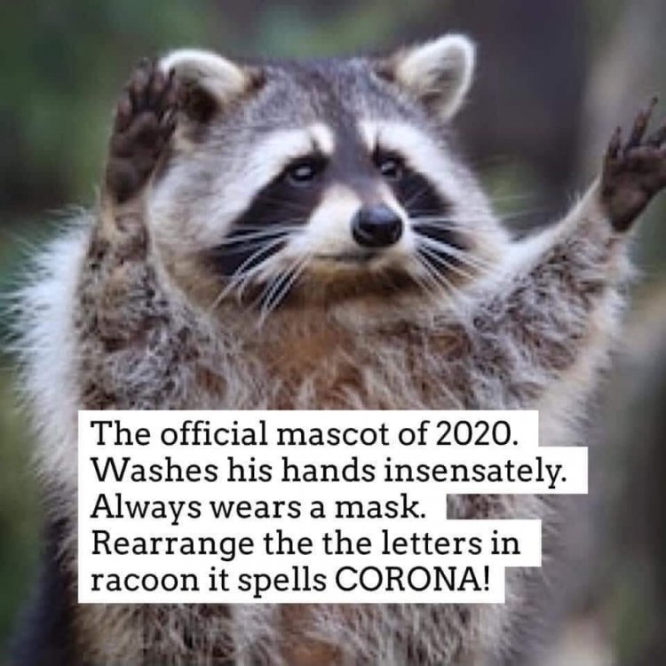 Racooooon.jpg