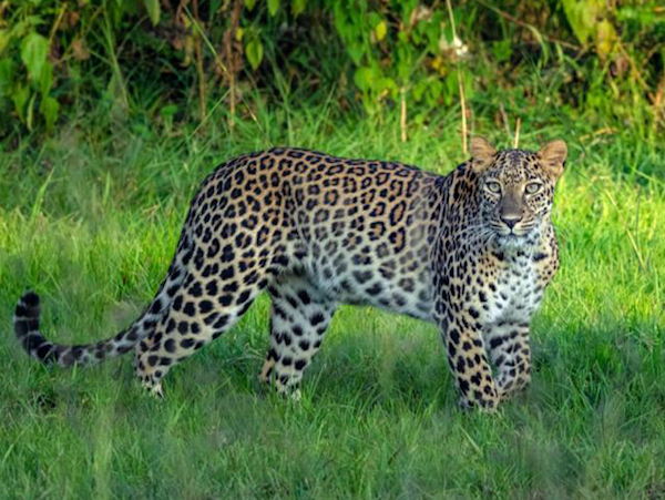 leopard.png.b0207f3da5efbc8550d6e73e123c42b2.png