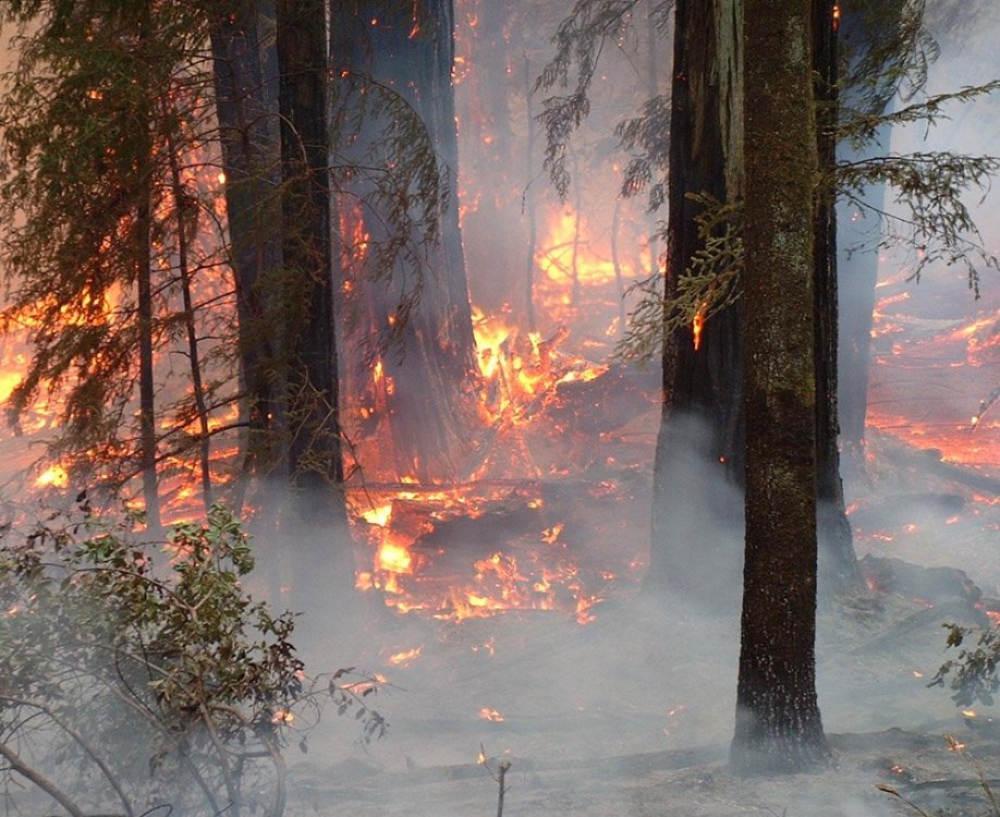 Credit_StephenUnderwood_CanoeFireBehavior2.thumb.jpg.53efe1a3a10b6f1c9fb03ffa9d21ecc0.jpg