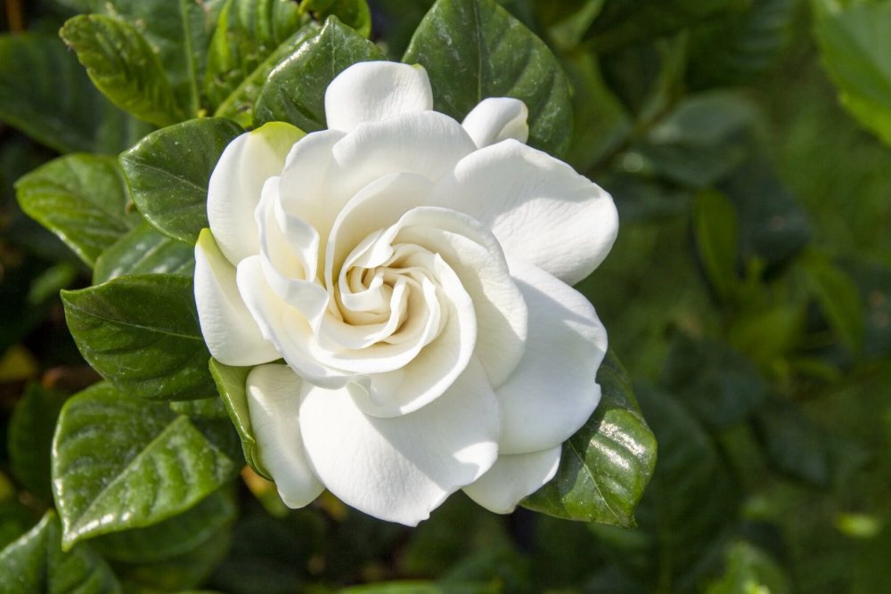 Gardenia-Flower-Meaning-Symbolism-and-Uses.jpeg