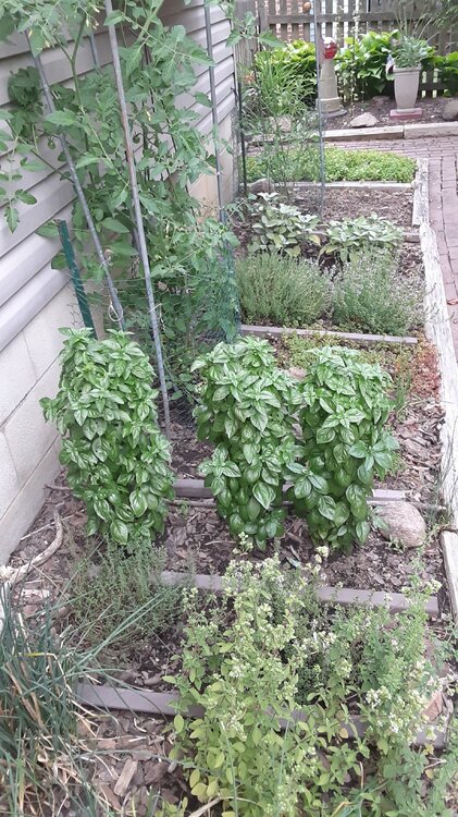 20220706_195525.jpeg