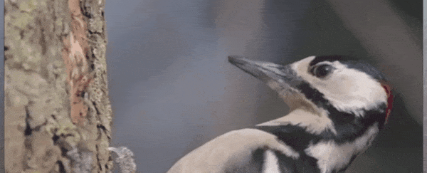 image.gif.089f98db46a87f40be22d699d153ef61.gif