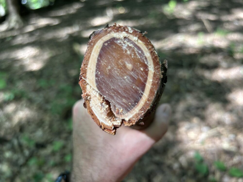 Fatwood.jpg