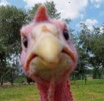 Pavo Joe