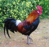 Rooster Dick
